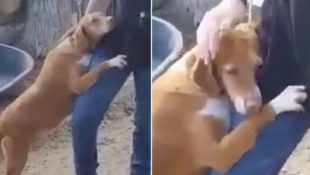 Ein Reporter geht in ein Tierheim, um eine Geschichte zu schreiben, aber ein Hund stellt ihn vor eine schwierige Wahl